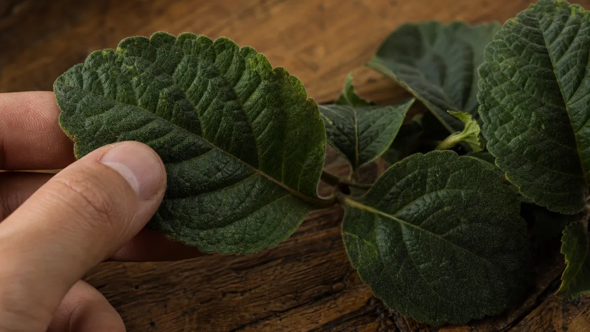 Patchili : découvrez les vertus et l'histoire de cette plante